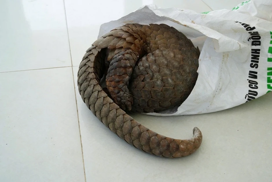 Người dân giao nộp cá thể tê tê quý hiếm cho cơ quan chức năng Người dân giao nộp cá thể tê tê quý hiếm cho cơ quan chức năng