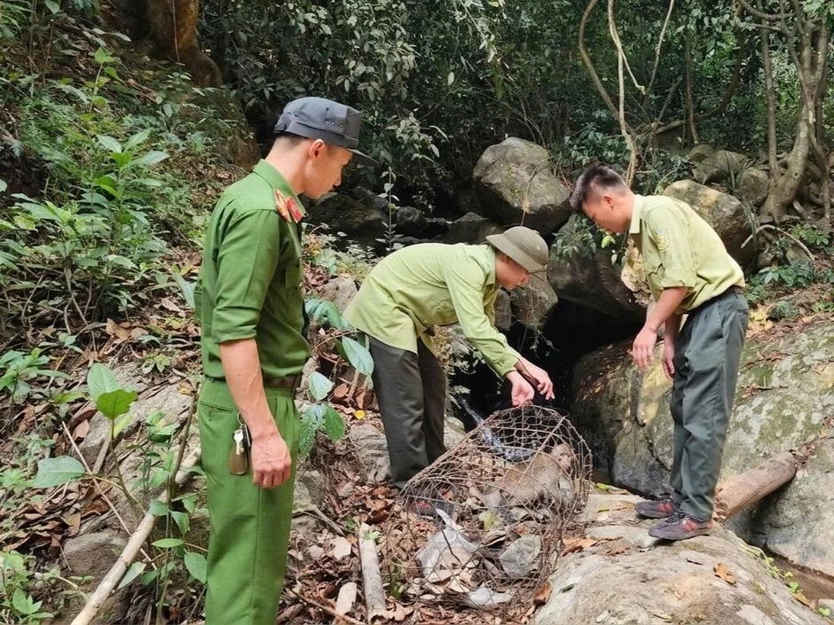 Người dân Lâm Đồng tự nguyện giao nộp động vật quý hiếm, thả về rừng Người dân Lâm Đồng tự nguyện giao nộp động vật quý hiếm, thả về rừng