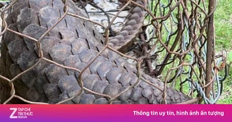 Người dân nộp lại tê tê quý hiếm trong Sách đỏ