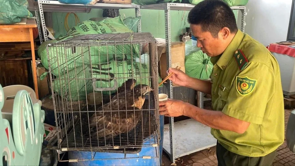 Người đàn ông bắt gặp con chim lạ khi ra vườn tưới rau Người đàn ông bắt gặp con chim lạ khi ra vườn tưới rau