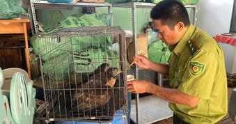 Người đàn ông bắt gặp con chim lạ khi ra vườn tưới rau