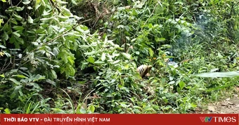 Người đàn ông bị điện phóng tử vong khi đi bẫy chim