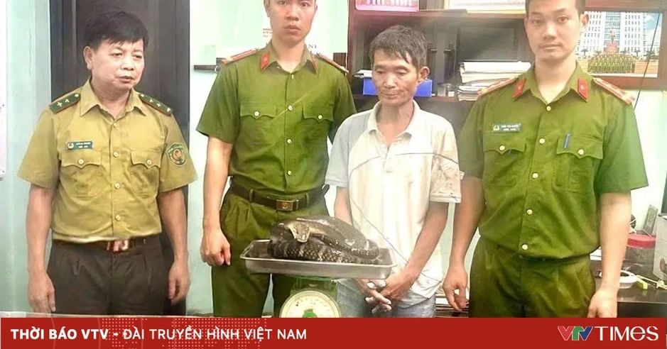 Người đàn ông bị phát hiện mang rắn hổ chúa đi giao cho khách Người đàn ông bị phát hiện mang rắn hổ chúa đi giao cho khách
