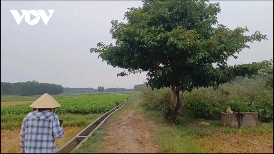 Người đàn ông ở Quảng Ngãi bị sét đánh tử vong khi trú mưa ngoài đồng Người đàn ông ở Quảng Ngãi bị sét đánh tử vong khi trú mưa ngoài đồng