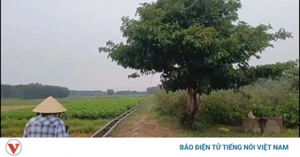 Người đàn ông ở Quảng Ngãi bị sét đánh tử vong khi trú mưa ngoài đồng
