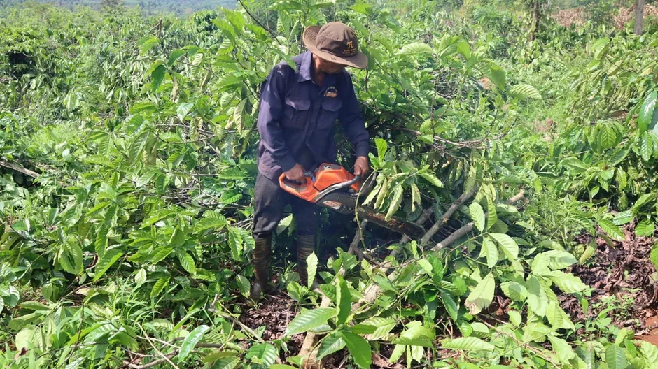 Người dân phá bỏ cà phê, sầu riêng, hồ tiêu để giao đất làm đường cao tốc