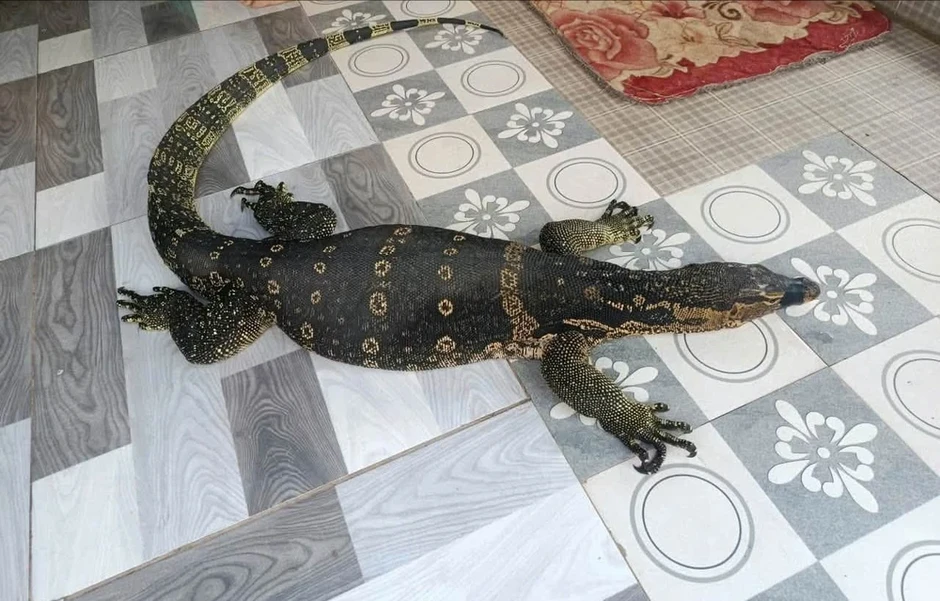 Người dân phát hiện kỳ đà hoa 6,5 kg sau nhà