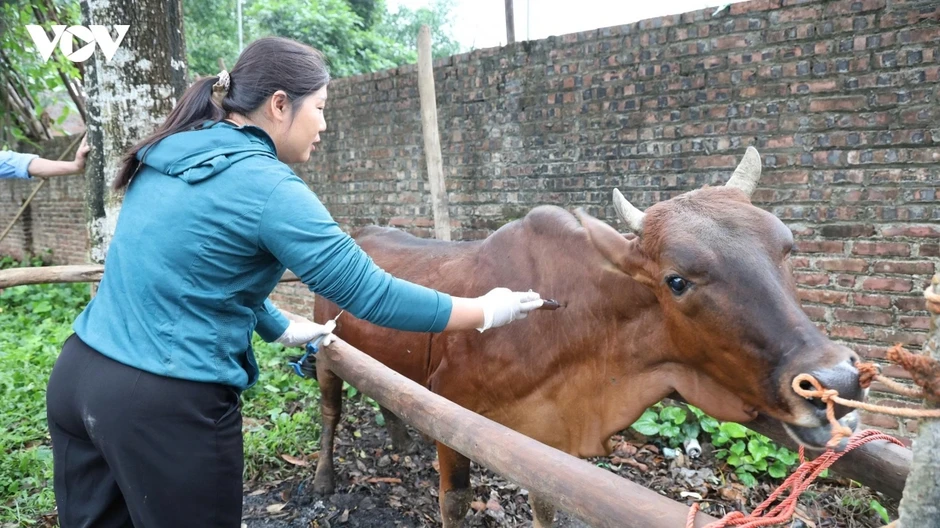 Người dân Thái Nguyên chủ động tiêm phòng đàn vật nuôi