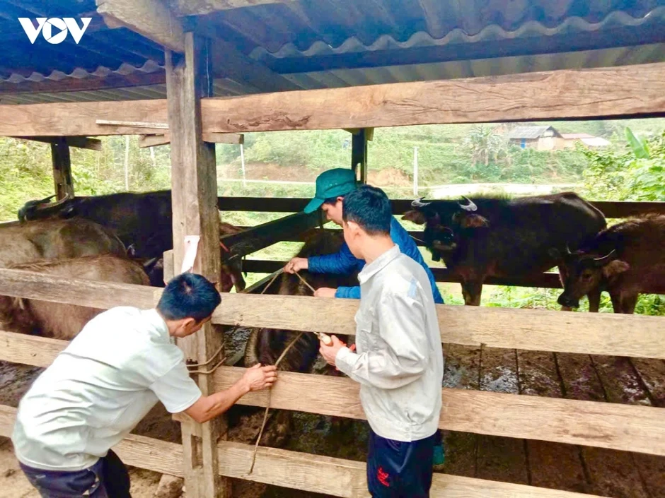 Người dân Thái Nguyên chủ động tiêm phòng đàn vật nuôi