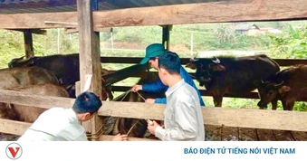 Người dân Thái Nguyên chủ động tiêm phòng đàn vật nuôi