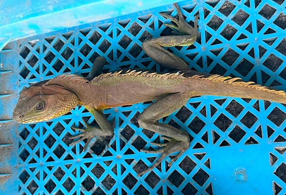 Người dân tự nguyện giao nộp cá thể kỳ tôm quý hiếm cho công an Người dân tự nguyện giao nộp cá thể kỳ tôm quý hiếm cho công an