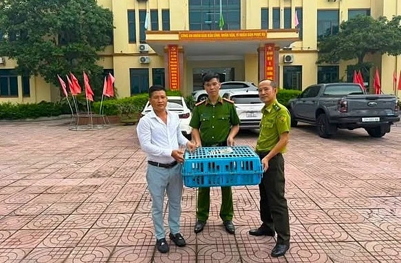 Người dân tự nguyện giao nộp cá thể kỳ tôm quý hiếm cho công an Người dân tự nguyện giao nộp cá thể kỳ tôm quý hiếm cho công an