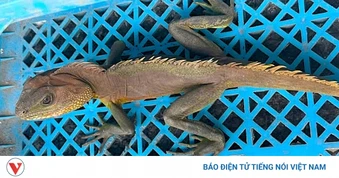 Người dân tự nguyện giao nộp cá thể kỳ tôm quý hiếm cho công an