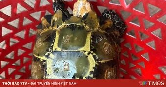 Người dân tự nguyện giao nộp rùa núi viền quý hiếm