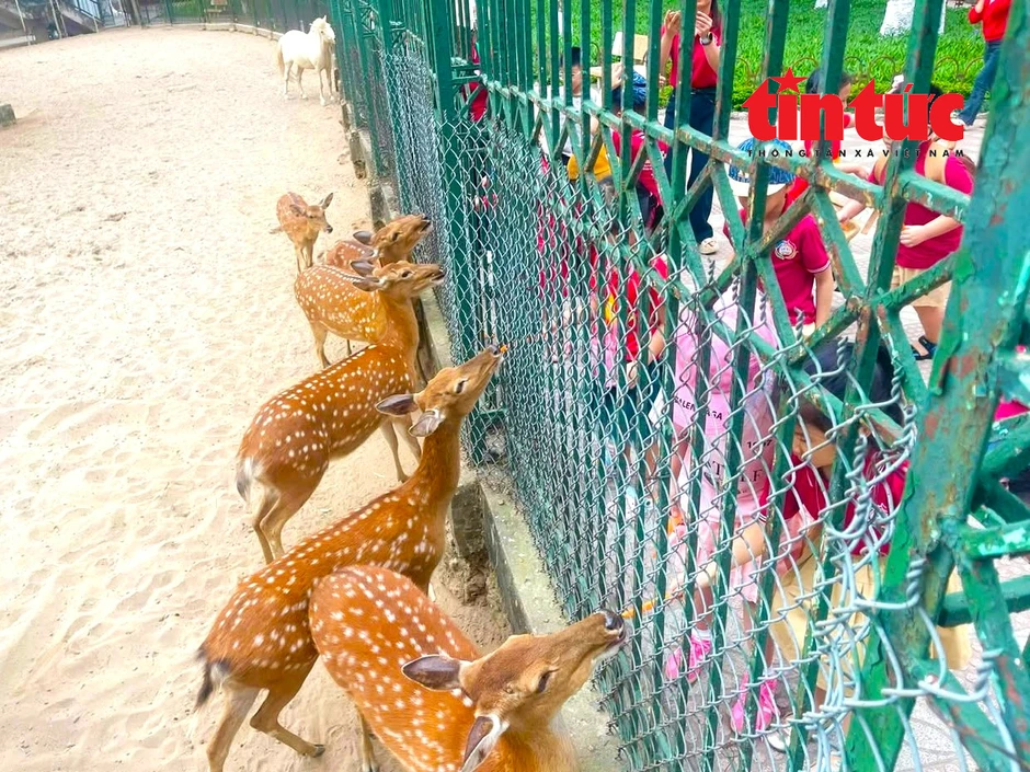 Người Hà Nội nô nức đưa con đi vườn thú vui chơi trong kỳ nghỉ lễ Người Hà Nội nô nức đưa con đi vườn thú vui chơi trong kỳ nghỉ lễ