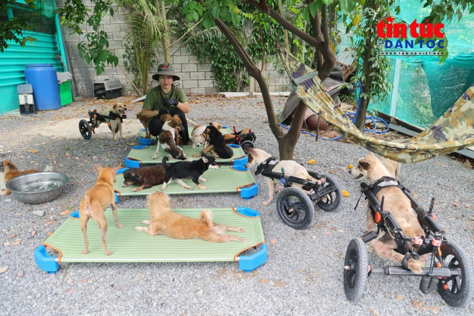 Người phụ nữ dựng 'Nhà Xanh' cưu mang 150 chú chó bị bỏ rơi Người phụ nữ dựng 'Nhà Xanh' cưu mang 150 chú chó bị bỏ rơi