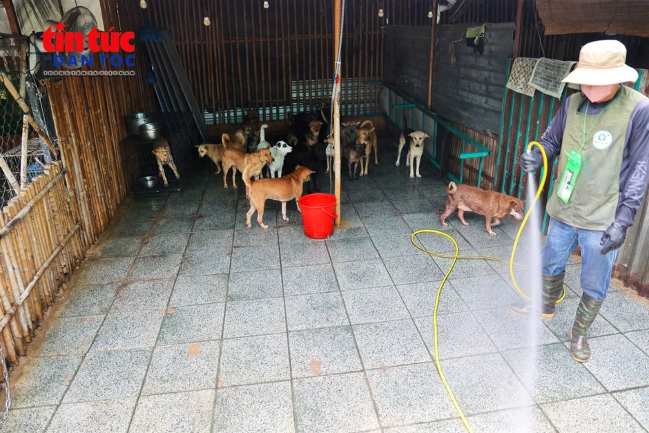 Người phụ nữ dựng 'Nhà Xanh' cưu mang 150 chú chó bị bỏ rơi Người phụ nữ dựng 'Nhà Xanh' cưu mang 150 chú chó bị bỏ rơi