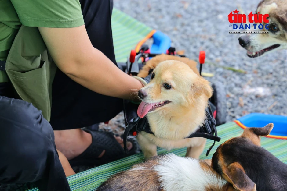 Người phụ nữ dựng 'Nhà Xanh' cưu mang 150 chú chó bị bỏ rơi Người phụ nữ dựng 'Nhà Xanh' cưu mang 150 chú chó bị bỏ rơi