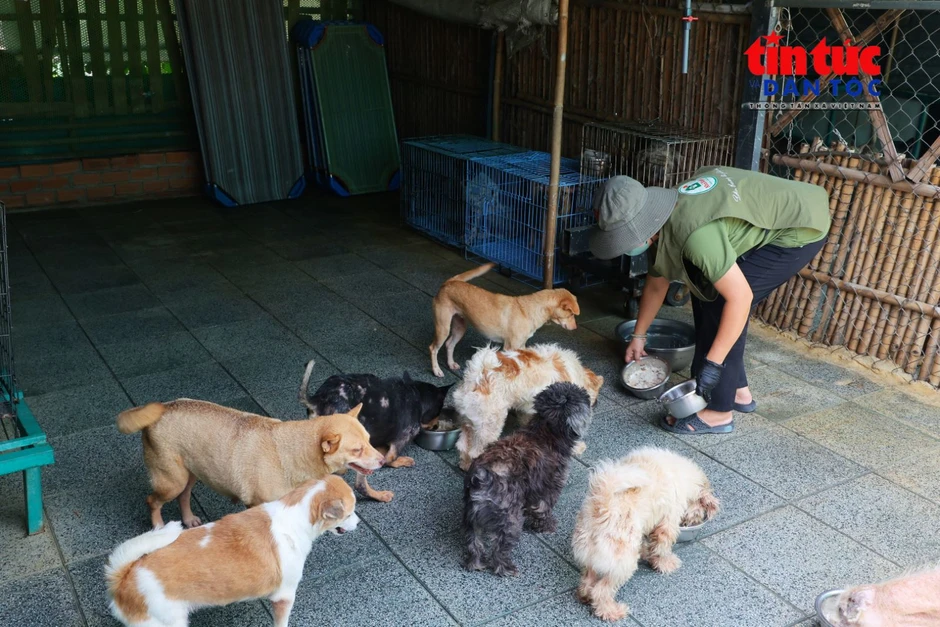 Người phụ nữ dựng 'Nhà Xanh' cưu mang 150 chú chó bị bỏ rơi Người phụ nữ dựng 'Nhà Xanh' cưu mang 150 chú chó bị bỏ rơi