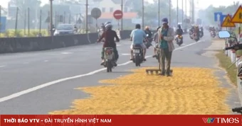 Nguy cơ mất an toàn giao thông do phơi thóc lúa