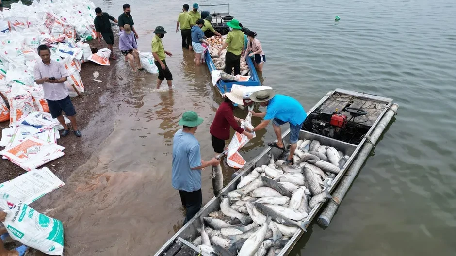 Nguyên nhân hơn 200 tấn cá chết trên hồ Trị An (Đồng Nai) Nguyên nhân hơn 200 tấn cá chết trên hồ Trị An (Đồng Nai)