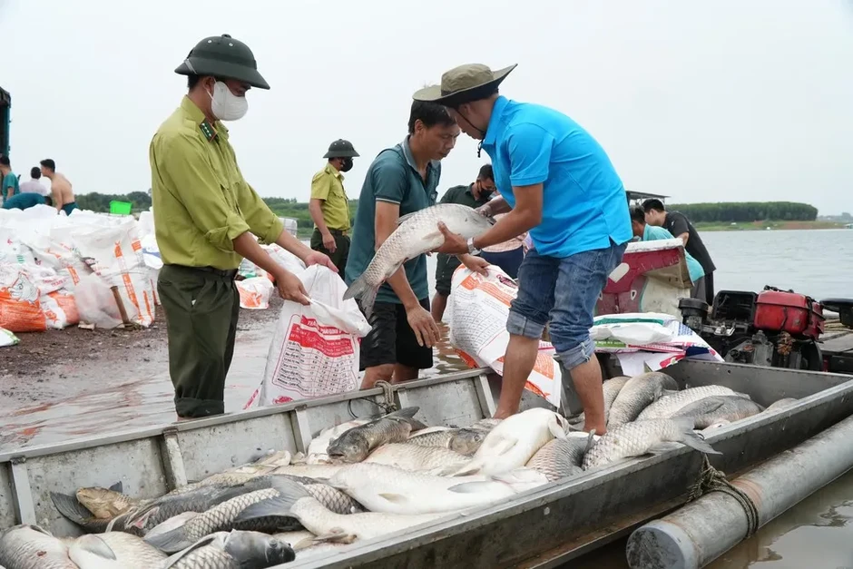 Nguyên nhân hơn 200 tấn cá chết trên hồ Trị An (Đồng Nai) Nguyên nhân hơn 200 tấn cá chết trên hồ Trị An (Đồng Nai)