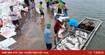 Nguyên nhân hơn 200 tấn cá chết trên hồ Trị An (Đồng Nai)