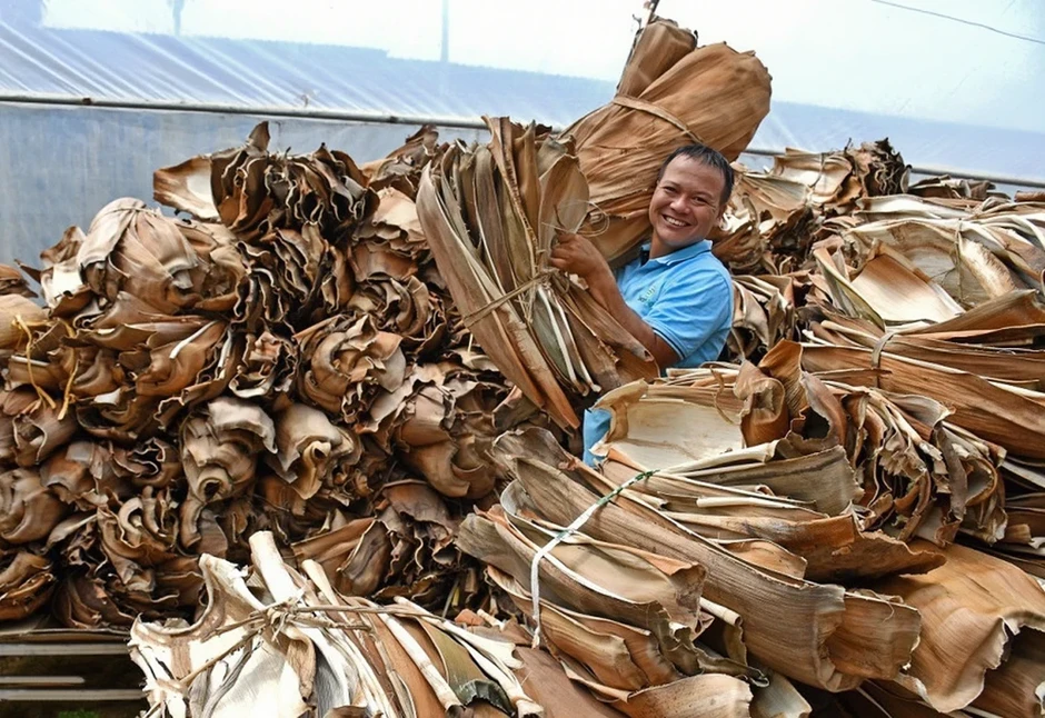 Nhà vườn ở Quảng Ngãi kiếm tiền triệu nhờ bán thứ tưởng bỏ đi Nhà vườn ở Quảng Ngãi kiếm tiền triệu nhờ bán thứ tưởng bỏ đi