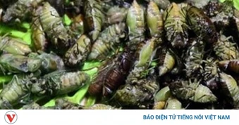 Nhập viện vì ngộ độc do ăn ve sầu