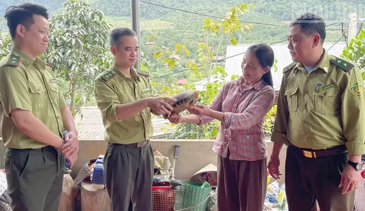 Nhiều cá thể rùa quý hiếm được người dân tự nguyện giao nộp Nhiều cá thể rùa quý hiếm được người dân tự nguyện giao nộp
