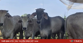 Nhiều giải pháp 'siết' buôn lậu tại xã biên giới Hưng Điền