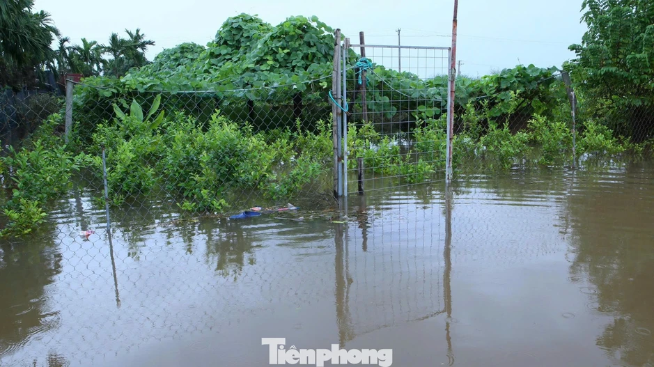 Nhiều khu vực ở Ninh Bình ngập sâu, nước sông Hoàng Long dâng cao trở lại