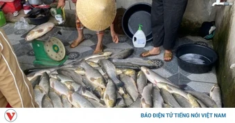 Nhiều nhà máy nước sạch ở Nghệ An tạm dừng lấy nước từ sông Lam do lo ngại ô nhiễm