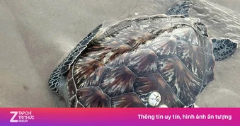 Nhiều sinh vật biển quý hiếm liên tiếp dạt vào bờ biển Lâm Đồng