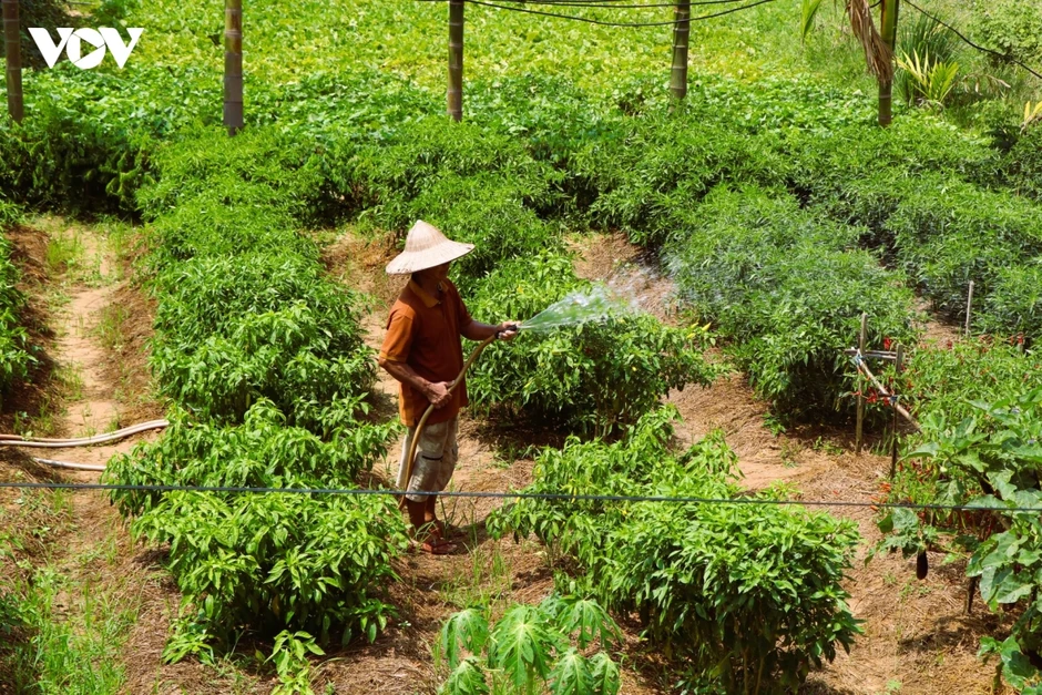 Nhọc nhằn mưu sinh dưới cái nắng bỏng rát ở miền Trung