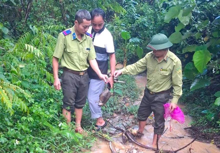 Nhóm học sinh phát hiện rùa quý hiếm lạc vào vườn sau mưa lớn