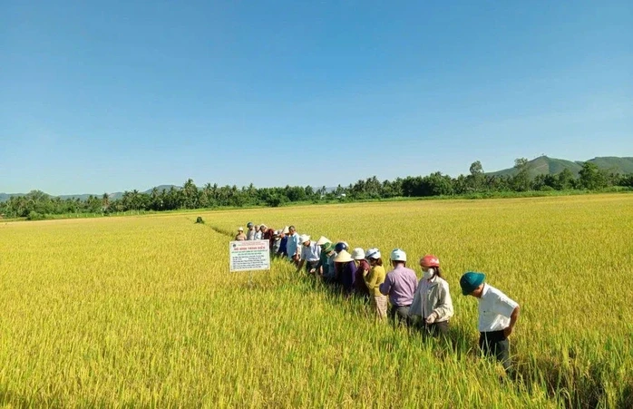 Nhóm người "bảo kê" máy gặt lúa gây bức xúc ở Gia Lai Nhóm người "bảo kê" máy gặt lúa gây bức xúc ở Gia Lai
