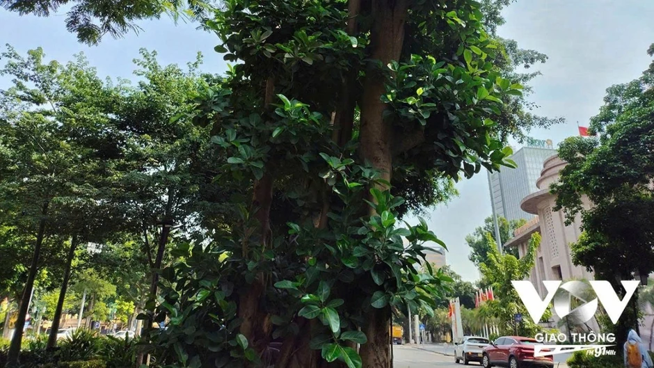 Như chưa hề có cơn bão đi qua Như chưa hề có cơn bão đi qua