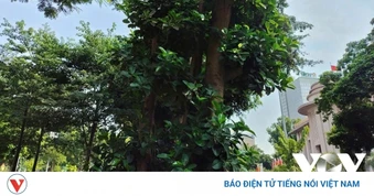 Như chưa hề có cơn bão đi qua