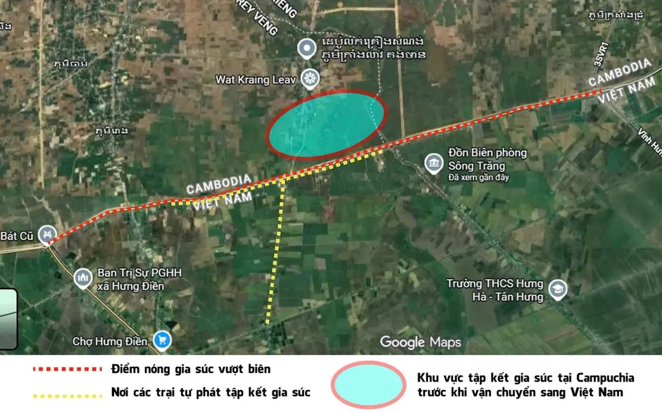 Nhức nhối nạn bò 'đi đêm' qua biên giới Tây Ninh Nhức nhối nạn bò 'đi đêm' qua biên giới Tây Ninh