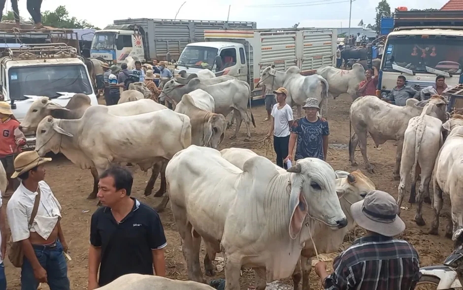 Nhức nhối nạn bò 'đi đêm' qua biên giới Tây Ninh Nhức nhối nạn bò 'đi đêm' qua biên giới Tây Ninh