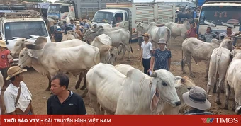 Nhức nhối nạn bò 'đi đêm' qua biên giới Tây Ninh