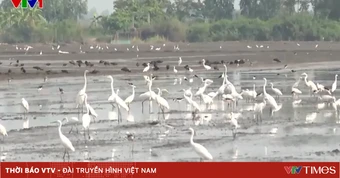 Nhức nhối nạn săn bắt chim hoang dã mùa gặt