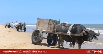Những chiếc xe trâu nơi miền cát trắng