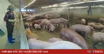 Ninh Bình chủ động giữ an toàn đàn vật nuôi trước nguy cơ dịch chồng dịch