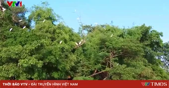 Nỗ lực bảo vệ đa dạng sinh học: Nhiều loài chim hoang dã xuất hiện trở lại