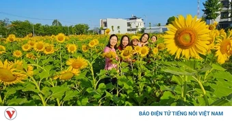 Nô nức check-in cánh đồng hoa hướng dương rực rỡ tại Cần Thơ