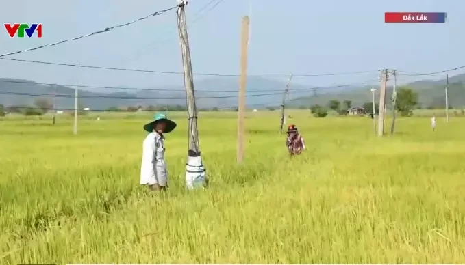 Nông dân chống hạn cứu lúa