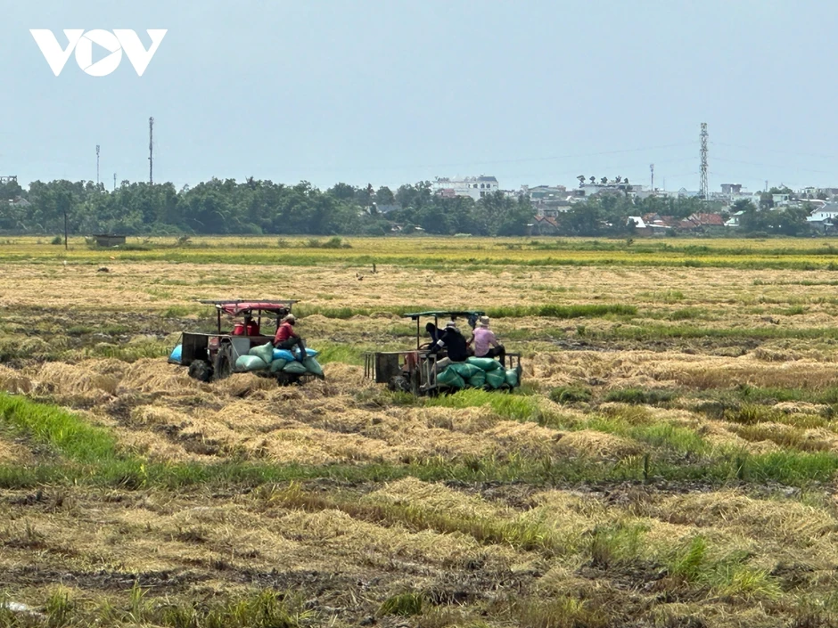 Nông dân Đắk Lắk tất bật gặt chạy úng lúa do mưa tiểu mãn