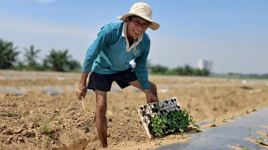 Nửa năm bám bãi bồi, nửa năm ngược Tây Nguyên theo những mùa dưa hấu
